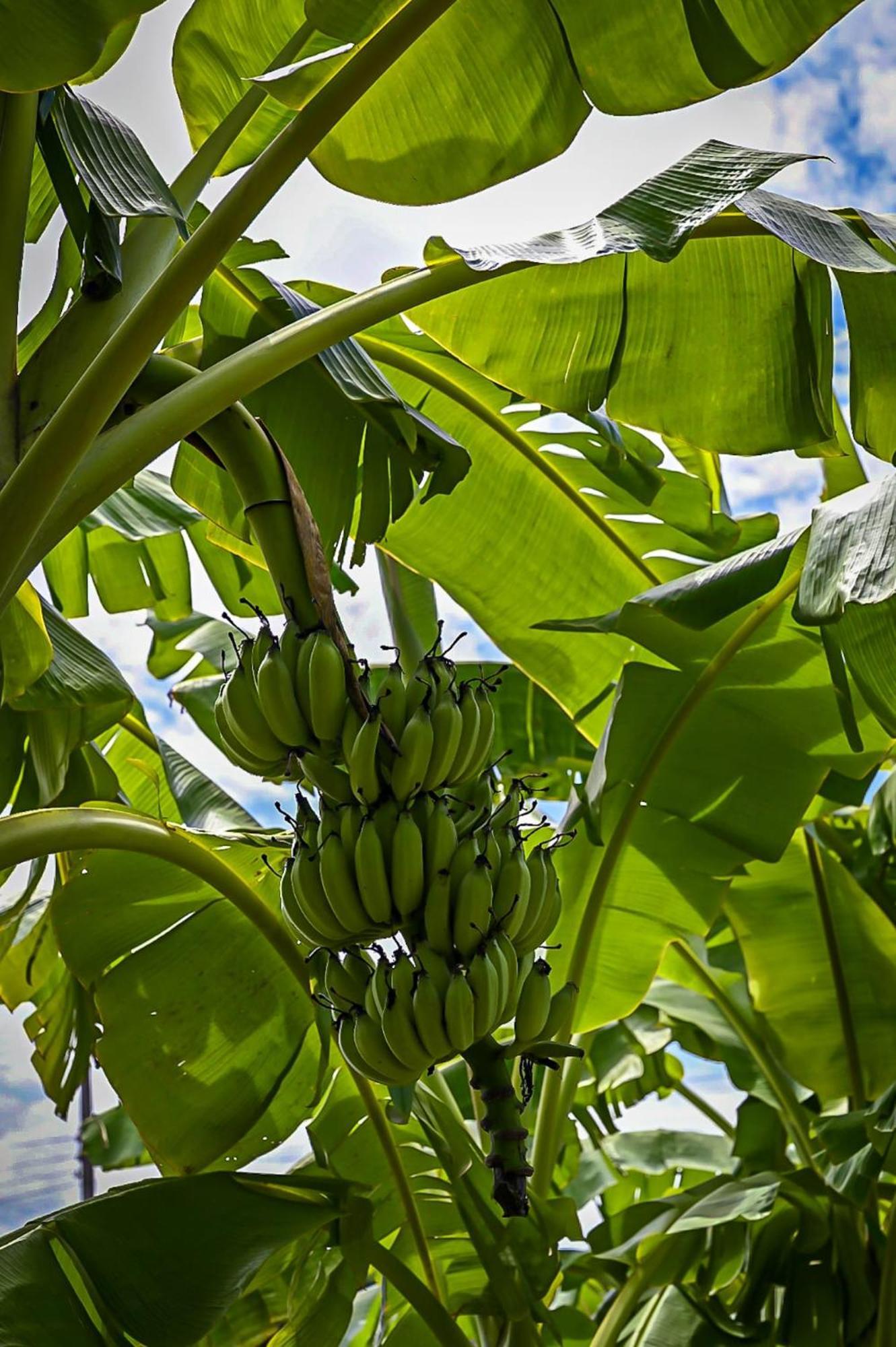 Nana Bungalows Ban Tan الغرفة الصورة